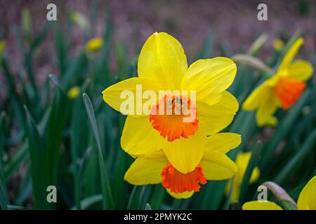 Poets narcissus, a yellow daffodil flower with a bright orange center on a blurred background of green leaves and stems. -02 Stock Photo