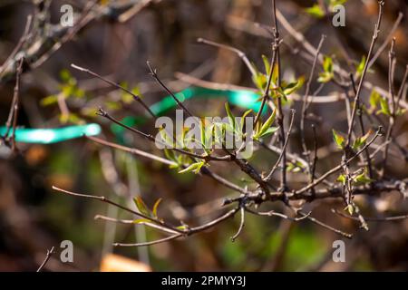 The first spring green leaves of the beauty bush. Latin name Kolkwitzia amabilis Stock Photo