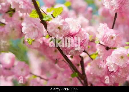 close up of pink rosettes on a flowering bush - Prunus triloba (?) Stock Photo