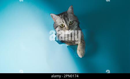 A curious grey cat peers through a blue gap in a floor, with a sneaky look on its face Stock Photo