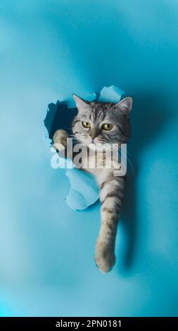 A curious grey cat peers through a blue gap in a floor, with a sneaky look on its face Stock Photo