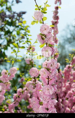 pink rosettes on a flowering bush - Prunus triloba (?) Stock Photo