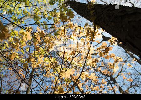 canopy of young maple leaves with backlight sunshine and large tree trunk Stock Photo