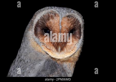 Common barn owl (Tyto alba) melanistic phase, adult, close-up of head, at the edge of a wood at night, Hertfordshire, England, July (in captivity) Stock Photo