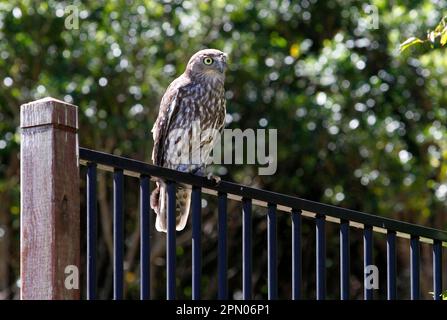 Barking Owl (Ninox connivens) adult, perched on metal railing, Lamington N. P. Queensland, Australia Stock Photo