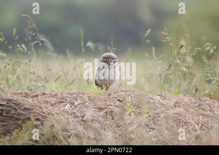 Little Owl (Athene noctua) juvenile, standing on straw bale in farmland during rainshower, West Yorkshire, England, United Kingdom Stock Photo