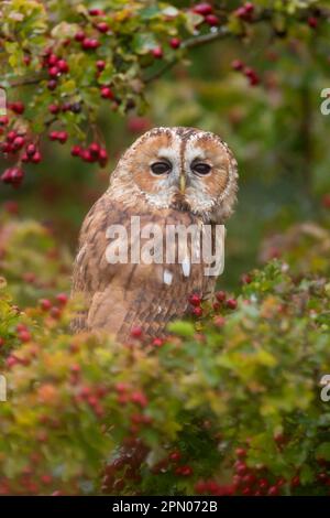 Tawny owl (Strix aluco) adult, sitting on common hawthorn (Crataegus monogyna) with berries, Suffolk, England, October (in captivity) Stock Photo