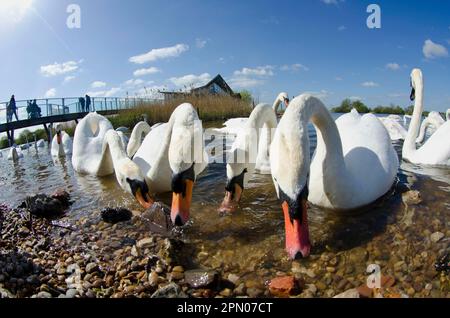 Adult mute swan (Cygnus olor), flock feeding at the edge of a flooded former gravel pit near the visitor centre, Attenborough Nature Reserve Stock Photo