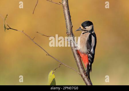 Great Spotted Woodpecker (Dendrocopos major) adult female, foraging on Common Hazel (Corylus avellana) branch, West Yorkshire, England, United Kingdom Stock Photo