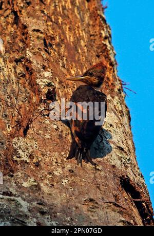 Orange-backed Woodpecker (Reinwardtipicus validus xanthopygius), juvenile, clinging to tree trunk, Taman Negara N. P. Titiwangsa Mountains, Malay Stock Photo
