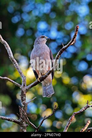 Ridgway's ridgway's hawk (Buteo ridgwayi), adult male, sitting on a branch, Los Haitises N. P. Dominican Republic Stock Photo