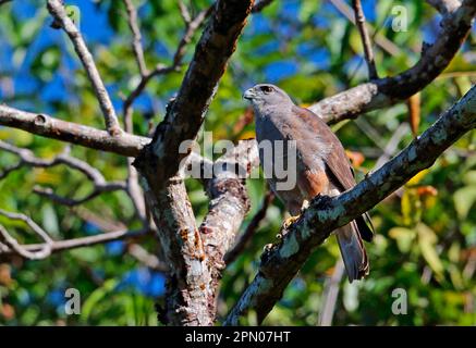 Ridgway's ridgway's hawk (Buteo ridgwayi), adult male, sitting on a branch, Los Haitises N. P. Dominican Republic Stock Photo