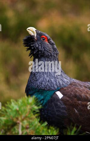 Western western capercaillie (Tetrao urogallus), adult male, close-up of head and neck, in territorial view, Invereshie and Inshriach National Nature Stock Photo