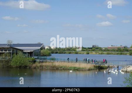 View of flooded former gravel pit habitat, visitors on boardwalk to visitor centre and flock of mute swans (Cygnus olor), Attenborough Nature Stock Photo