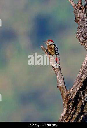 Stripe-breasted Woodpecker, Woodpeckers, Animals, Birds, Woodpeckers, Stripe-breasted Woodpecker (Dendrocopos atratus) adult male, on dead tree, Doi Stock Photo