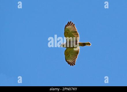 Ridgway's ridgway's hawk (Buteo ridgwayi), adult male, in flight, Los Haitises N. P. Dominican Republic Stock Photo