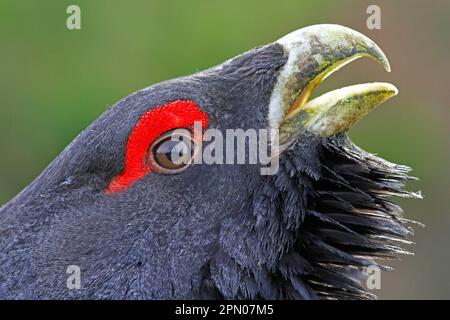Western Capercaillie (Tetrao urogallus) adult male, close-up of head, rogue displaying, Rothiemurchus Estate, Strathspey, Cairngorms N. P. Highlands Stock Photo