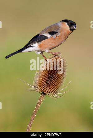 Eurasian Bullfinch (Pyrrhula pyrrhula) adult female, perched on teasel seedhead in garden, Leicestershire, England, United Kingdom Stock Photo