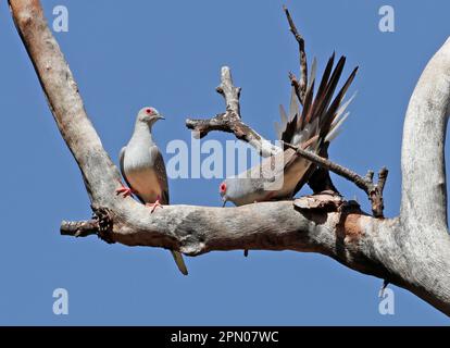 Diamond Dove mating Stock Photo - Alamy
