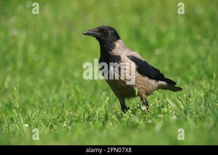 Hooded Crow (Corvus cornix) adult, standing on grass, Hortobagy N. P. Hungary Stock Photo