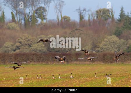 Brachyrhynchus, Short-billed Goose, pink-footed geese (Anser bean goose (Anser fabalis), Geese, Goose Birds, Animals, Birds, Pink-footed Goose flock Stock Photo