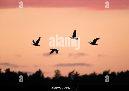 Brachyrhynchus, Short-billed Goose, pink-footed geese (Anser bean goose (Anser fabalis), Geese, Goose Birds, Animals, Birds, Pink-footed Goose four Stock Photo