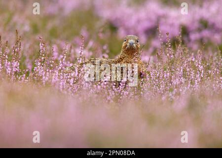Red Grouse (Lagopus lagopus scoticus) adult female, amongst flowering heather on moorland, Lammermuir Hills, Scottish Borders, Scotland, United Stock Photo