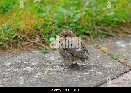 European european robin (Erithacus rubecula) chick, young bird, waiting for food, standing on garden path, Hadleigh, Suffolk, England, United Kingdom Stock Photo