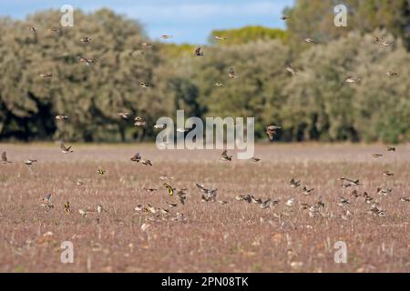 Eurasian tree sparrow (Passer rock sparrow (Petronia petronia), Tree Sparrow, european goldfinch (Carduelis carduelis) and linnet (Carduelis Stock Photo
