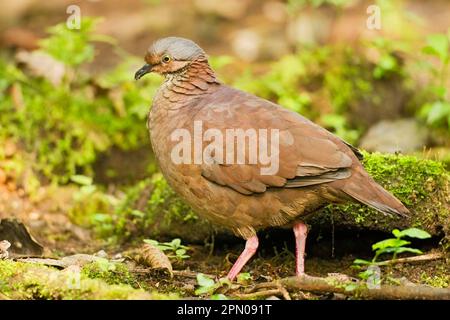 White-throated Quail-dove (Geotrygon frenata) adult, standing on ground in montane rainforest, Andes, Ecuador Stock Photo