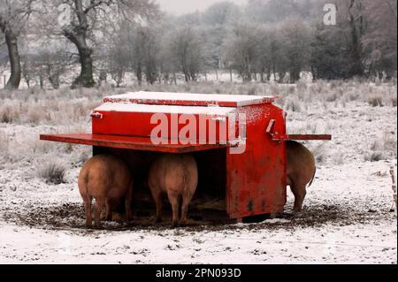 Domestic pig, free-range pigs, feeding at the trough in the snow, England, winter Stock Photo