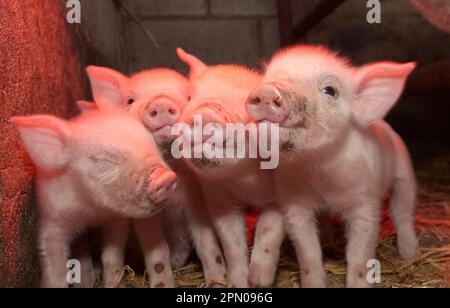 Domestic Pig, Middle White piglets, standing under heat lamp, England, United Kingdom Stock Photo