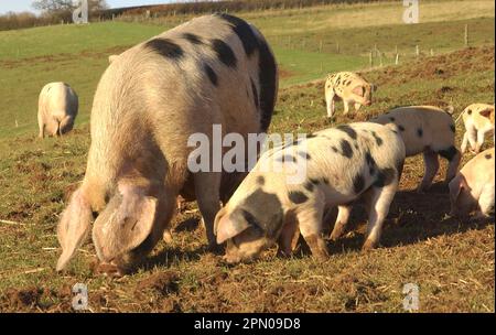 Domestic Pig, Gloucester Old Spot sow with Duroc sired piglets, rooting in field, England, United Kingdom Stock Photo