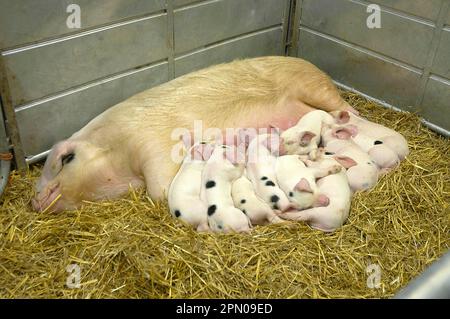 Domestic Pig, Gloucester Old Spot, sow with piglets, sleeping on straw bedding, England, United Kingdom Stock Photo