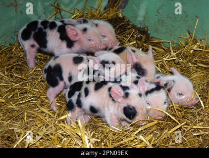 Domestic Pig, Gloucester Old Spot piglets, litter on straw bedding in arc, Cumbria, England, United Kingdom Stock Photo