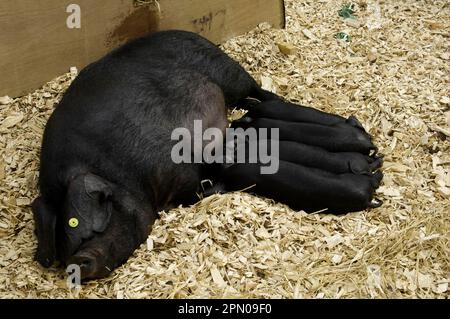 Domestic pig, big black sow, with suckling piglets, in pen with wood chips, Edinburgh, Scotland, Great Britain Stock Photo