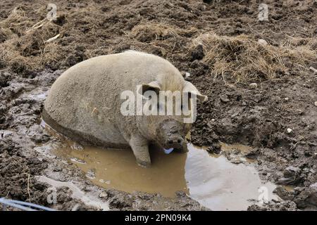 Domestic pig, Mangalitsa gilt, wallowing in mud, England, United Kingdom Stock Photo