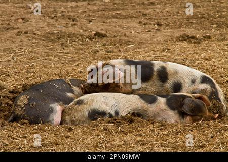 Three Resting Gloucester Old Spot Pigs Stock Photo