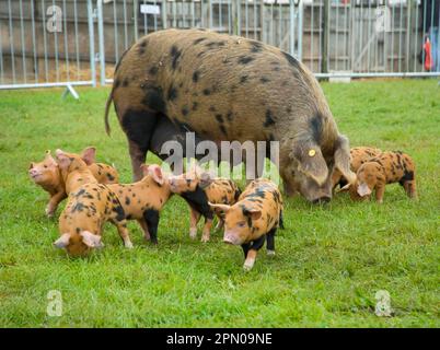 Domestic pig, Oxford Sandy and Black, sow with piglets, Devon Show, England, Great Britain Stock Photo