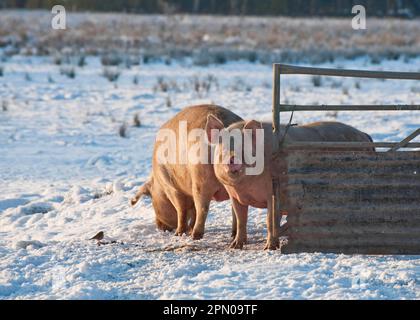 Pig farm, free-range pigs, standing in the snow next to the gate, Chelford, Cheshire, England, winter Stock Photo