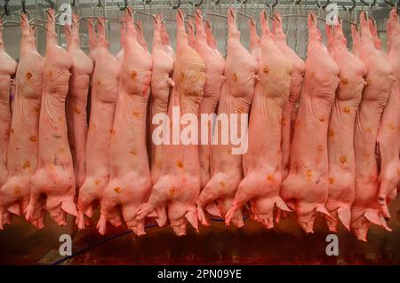 Pig carcases hanging in abattoir, Yorkshire, England, United Kingdom Stock Photo
