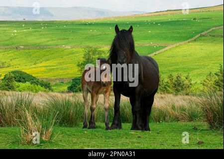 Fell Pony, Mare and Foal on Moorland, Cumbria, England, Great Britain Stock Photo