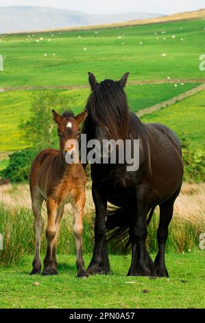 Fell Pony, Mare and Foal on Moorland, Cumbria, England, Great Britain Stock Photo