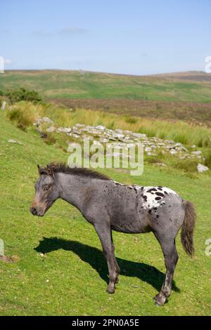 Horse, Dartmoor pony, foal, grazing on moorland habitat, Dartmoor N. P. Devon, England, United Kingdom Stock Photo