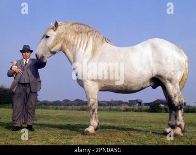 Percheron Heavy Horse, 16-year-old stallion, 18 1/2 hands, 2800 lbs Stock Photo