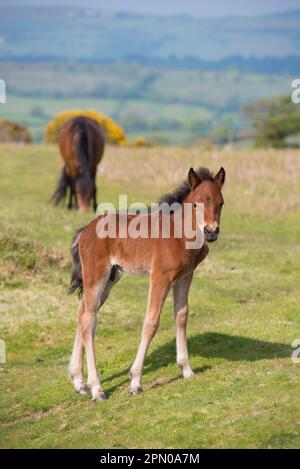 Horse, Dartmoor pony, foal, standing on moorland, with mare grazing in background, Dartmoor, Devon, England, United Kingdom Stock Photo