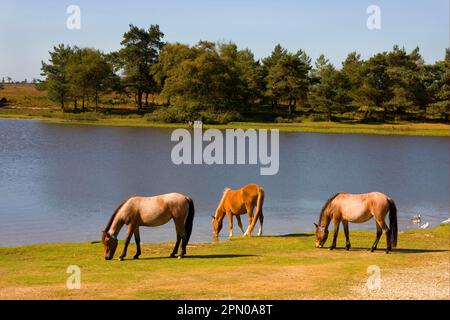 New Forest pony, three adults, grazing on lakeshore, New Forest, Hampshire, England, United Kingdom Stock Photo