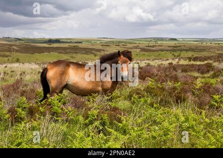 The Exmoor pony is a breed of horse native to the British Isles, where some still roam as semi-wild cattle on Exmoor, a large area of moorland in Stock Photo