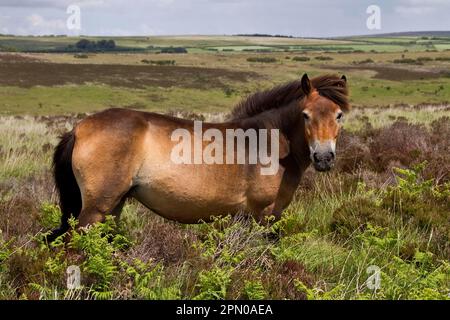 The Exmoor pony is a breed of horse native to the British Isles, where some still roam as semi-wild cattle on Exmoor, a large area of moorland in Stock Photo