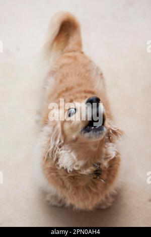 Domestic dog, longhair miniature dachshund, mature, barking dog, England, United Kingdom Stock Photo